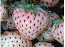 Stoloni Capsuni Soiul Pineberry Si Alte Soiuri In Comentariu